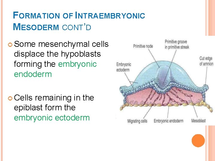 FORMATION OF INTRAEMBRYONIC MESODERM CONT’D Some mesenchymal cells displace the hypoblasts forming the embryonic