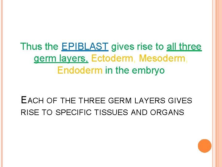 Thus the EPIBLAST gives rise to all three germ layers, Ectoderm, Mesoderm, Endoderm in