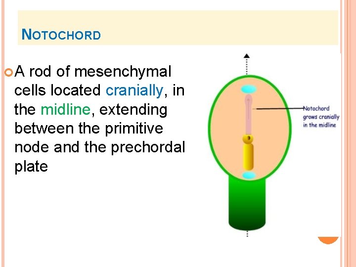 NOTOCHORD A rod of mesenchymal cells located cranially, in the midline, extending between the