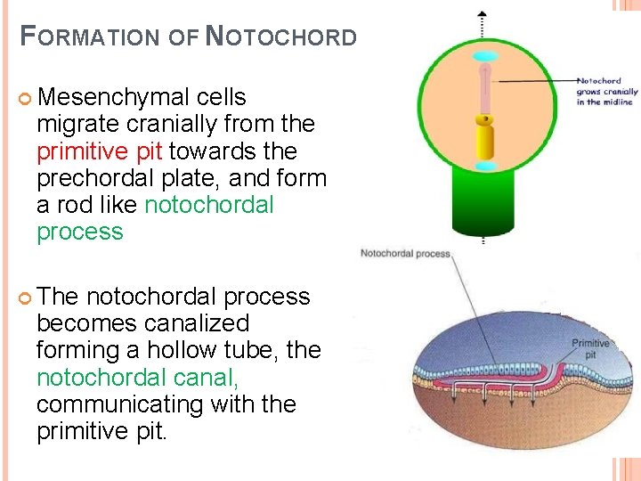 FORMATION OF NOTOCHORD Mesenchymal cells migrate cranially from the primitive pit towards the prechordal