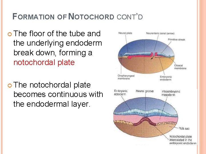 FORMATION OF NOTOCHORD CONT’D The floor of the tube and the underlying endoderm break