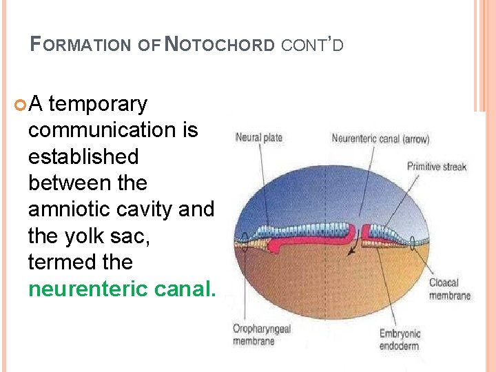 FORMATION OF NOTOCHORD CONT’D A temporary communication is established between the amniotic cavity and