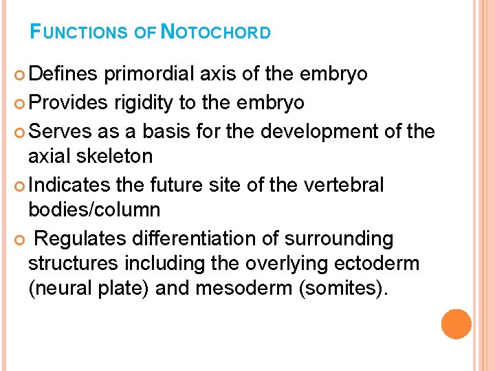 FUNCTIONS OF NOTOCHORD Defines primordial axis of the embryo Provides rigidity to the embryo