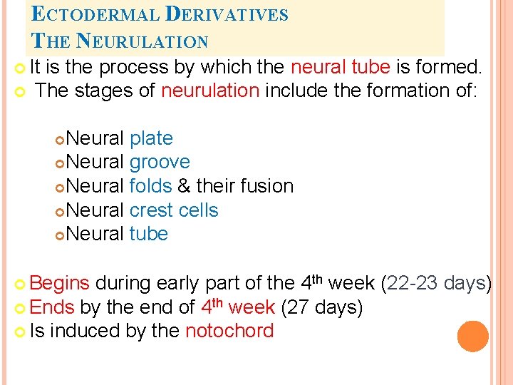 ECTODERMAL DERIVATIVES THE NEURULATION It is the process by which the neural tube is