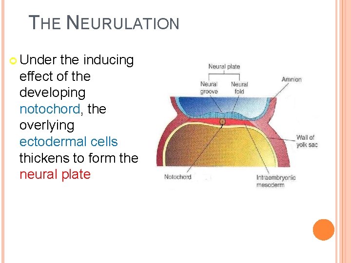 THE NEURULATION Under the inducing effect of the developing notochord, the overlying ectodermal cells