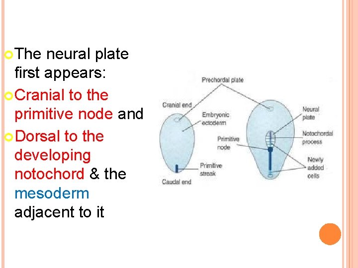  The neural plate first appears: Cranial to the primitive node and Dorsal to