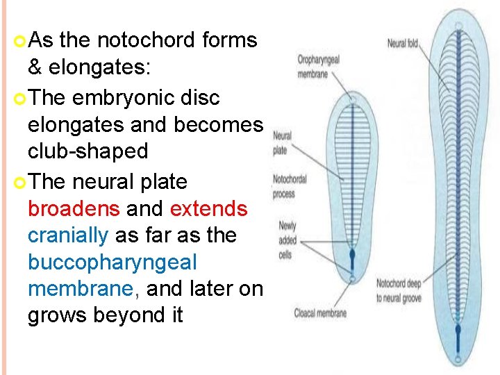  As the notochord forms & elongates: The embryonic disc elongates and becomes club-shaped