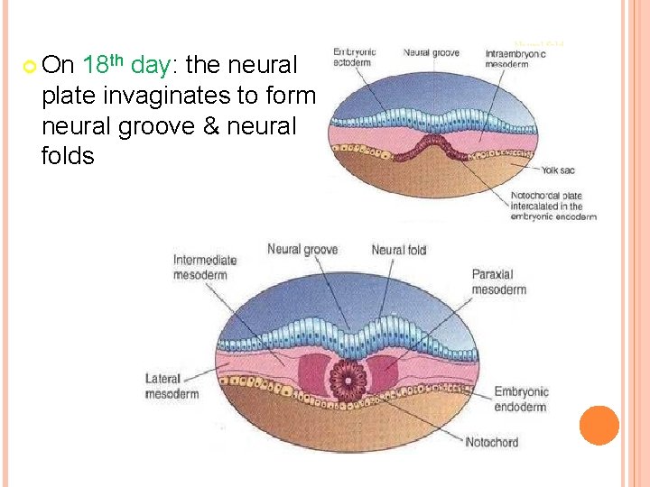  On 18 th day: the neural plate invaginates to form neural groove &