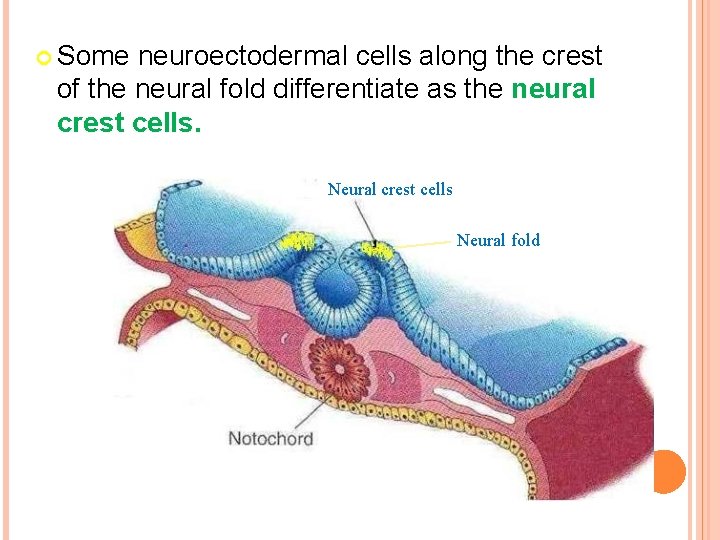  Some neuroectodermal cells along the crest of the neural fold differentiate as the