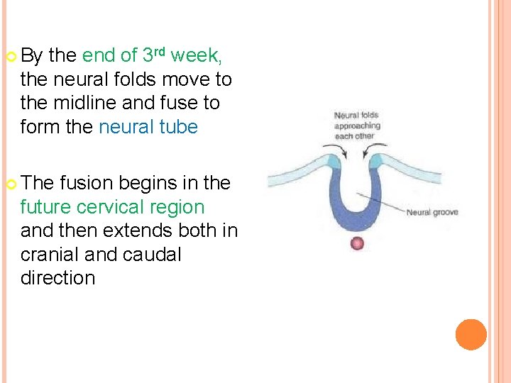  By the end of 3 rd week, the neural folds move to the