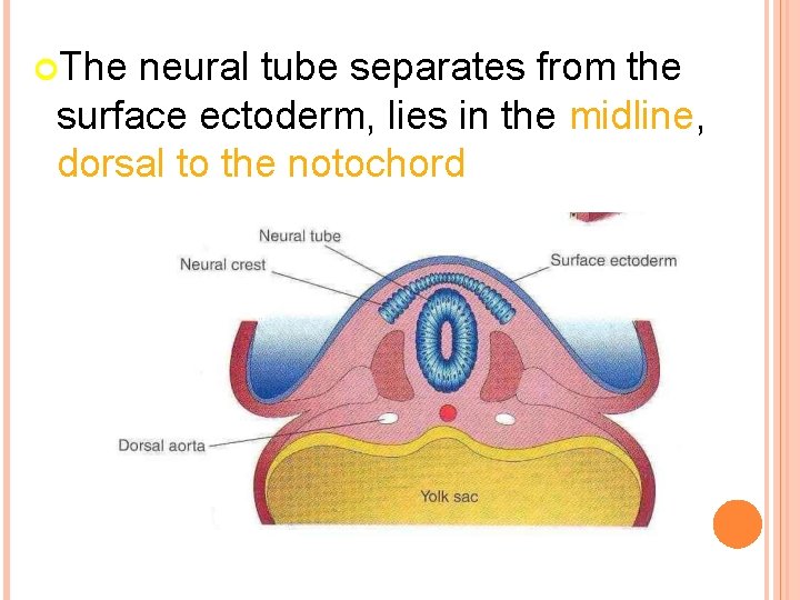  The neural tube separates from the surface ectoderm, lies in the midline, dorsal