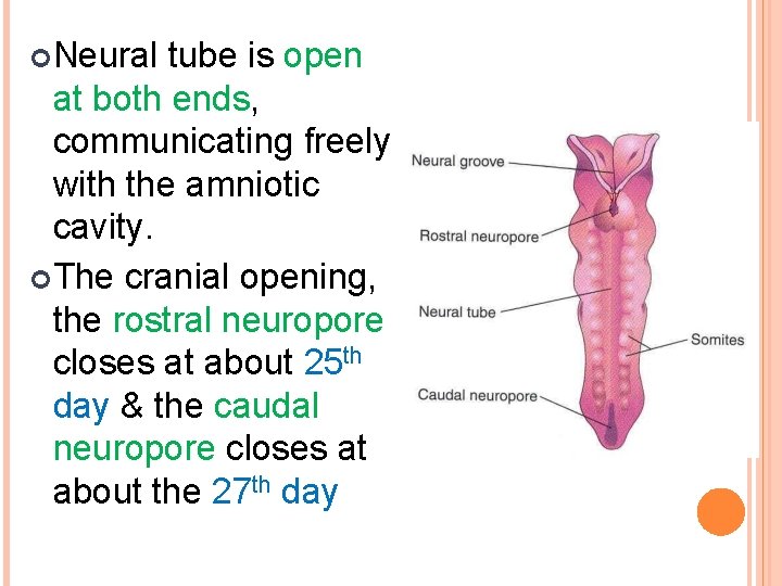  Neural tube is open at both ends, communicating freely with the amniotic cavity.