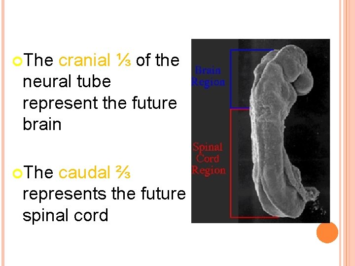  The cranial ⅓ of the neural tube represent the future brain The caudal