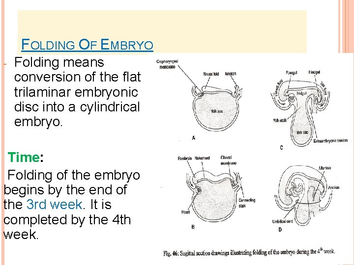 FOLDING OF EMBRYO - Folding means conversion of the flat trilaminar embryonic disc into