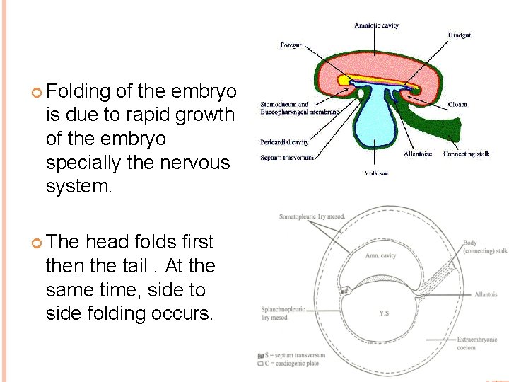  Folding of the embryo is due to rapid growth of the embryo specially