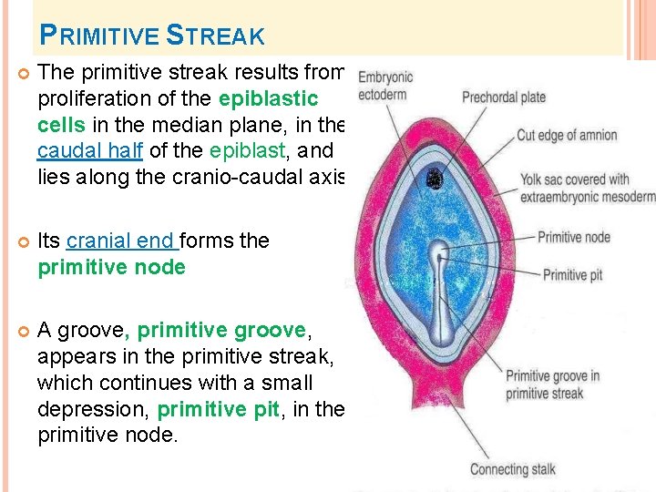 PRIMITIVE STREAK The primitive streak results from proliferation of the epiblastic cells in the