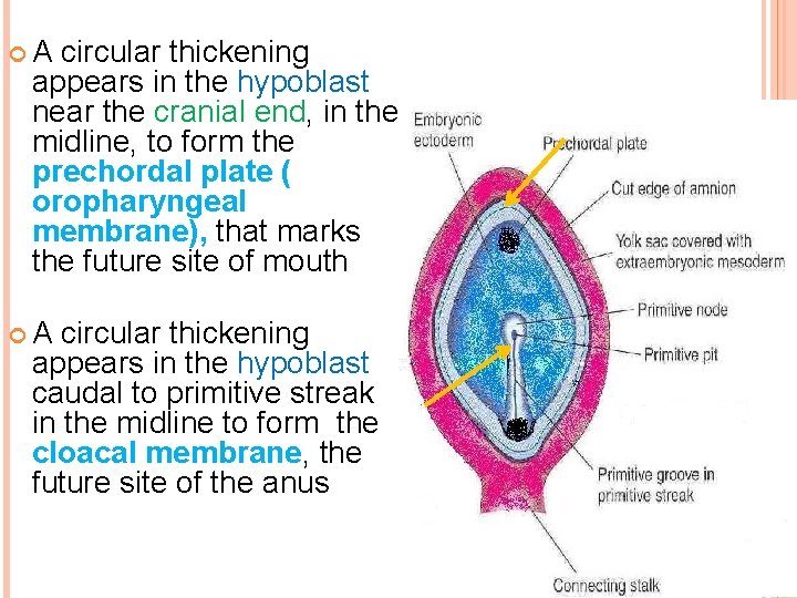  A circular thickening appears in the hypoblast near the cranial end, in the
