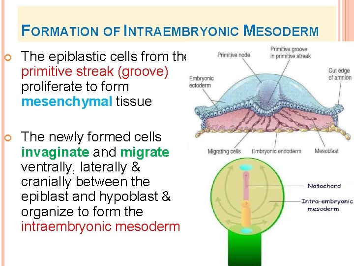 FORMATION OF INTRAEMBRYONIC MESODERM The epiblastic cells from the primitive streak (groove) proliferate to