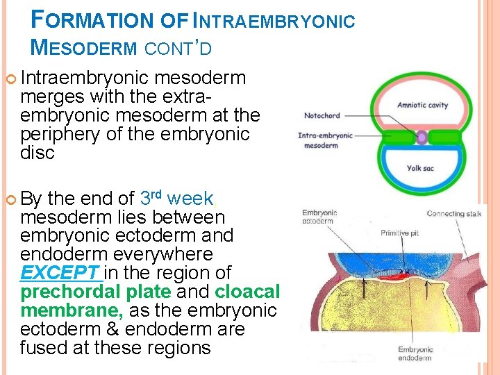 FORMATION OF INTRAEMBRYONIC MESODERM CONT’D Intraembryonic mesoderm merges with the extraembryonic mesoderm at the