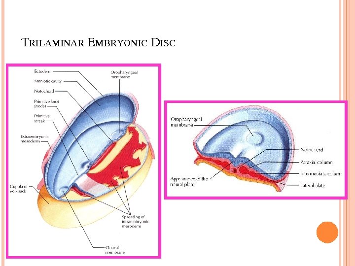 TRILAMINAR EMBRYONIC DISC 