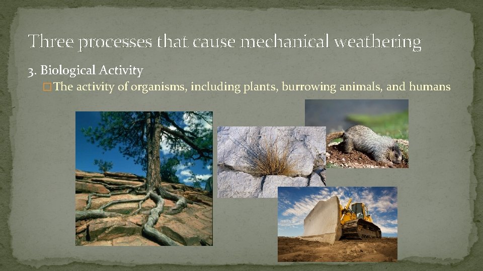 Three processes that cause mechanical weathering 3. Biological Activity � The activity of organisms,