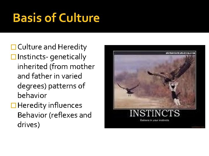 Basis of Culture � Culture and Heredity � Instincts- genetically inherited (from mother and