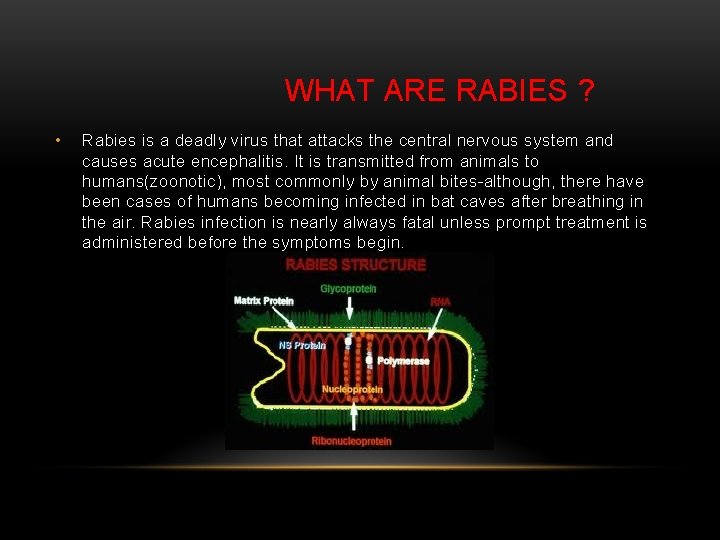 WHAT ARE RABIES ? • Rabies is a deadly virus that attacks the central