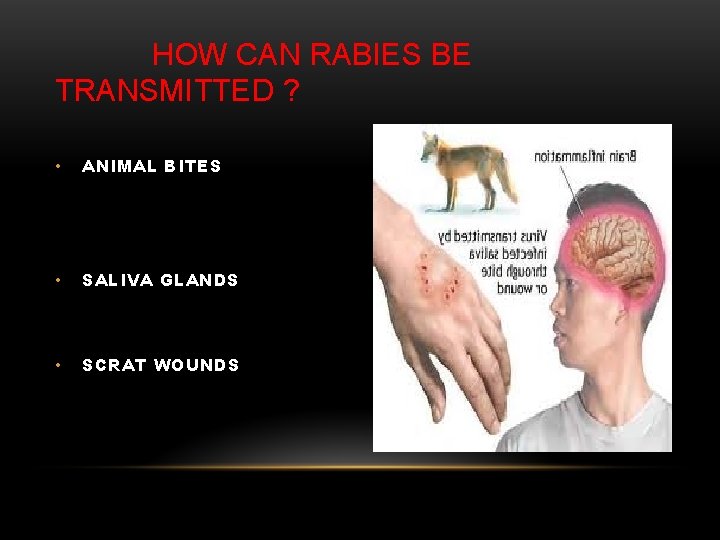 HOW CAN RABIES BE TRANSMITTED ? • ANIMAL BITES • SALIVA GLANDS • SCRAT