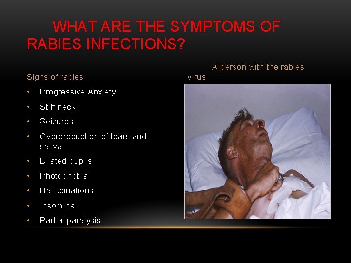 WHAT ARE THE SYMPTOMS OF RABIES INFECTIONS? A person with the rabies Signs of