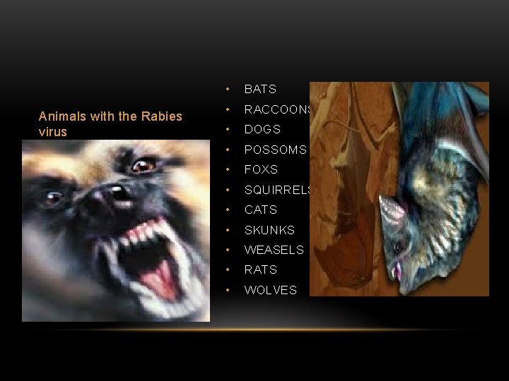 Animals with the Rabies virus • BATS • RACCOONS • DOGS • POSSOMS •