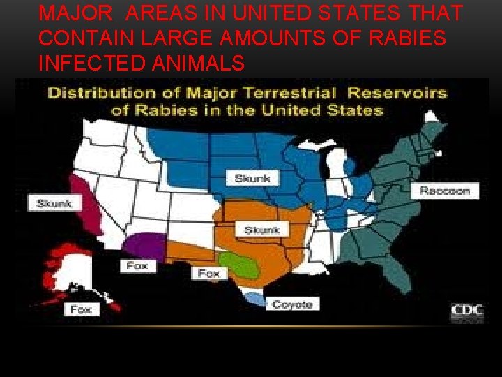 MAJOR AREAS IN UNITED STATES THAT CONTAIN LARGE AMOUNTS OF RABIES INFECTED ANIMALS 