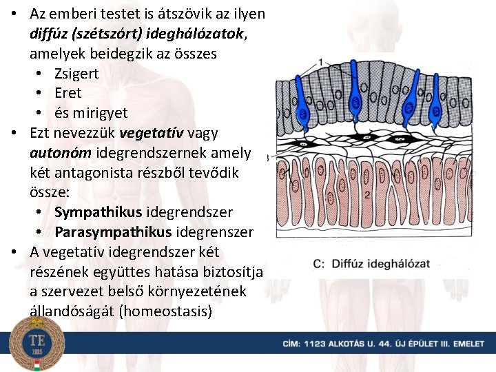  • Az emberi testet is átszövik az ilyen diffúz (szétszórt) ideghálózatok, amelyek beidegzik