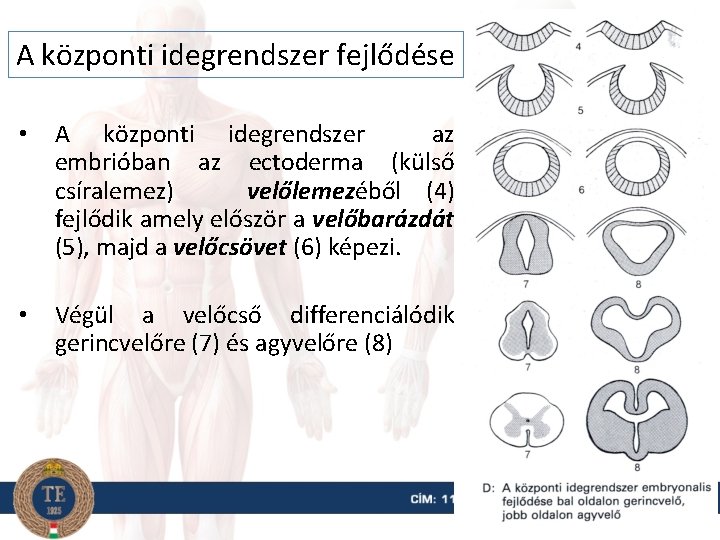 A központi idegrendszer fejlődése • A központi idegrendszer az embrióban az ectoderma (külső csíralemez)