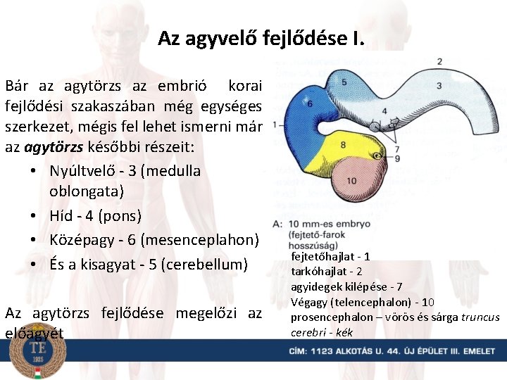 Az agyvelő fejlődése I. Bár az agytörzs az embrió korai fejlődési szakaszában még egységes