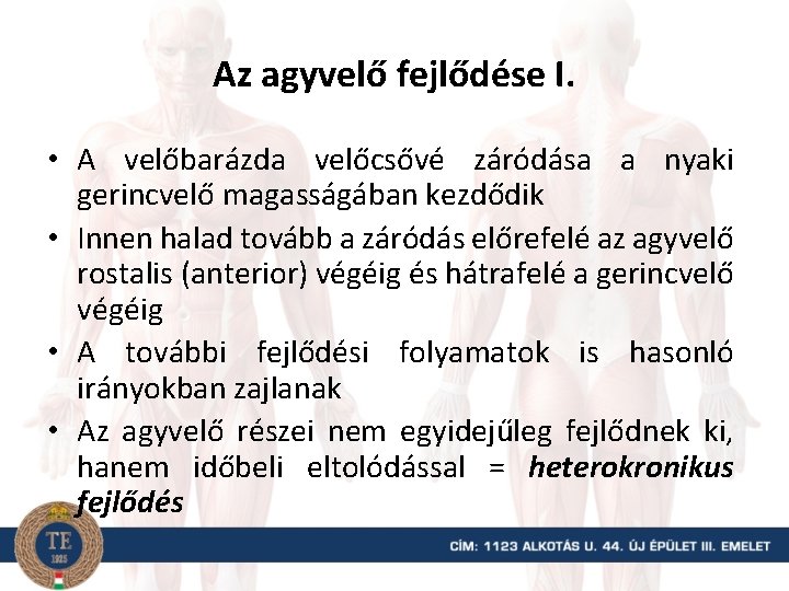 Az agyvelő fejlődése I. • A velőbarázda velőcsővé záródása a nyaki gerincvelő magasságában kezdődik