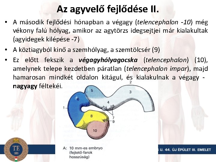 Az agyvelő fejlődése II. • A második fejlődési hónapban a végagy (telencephalon -10) még