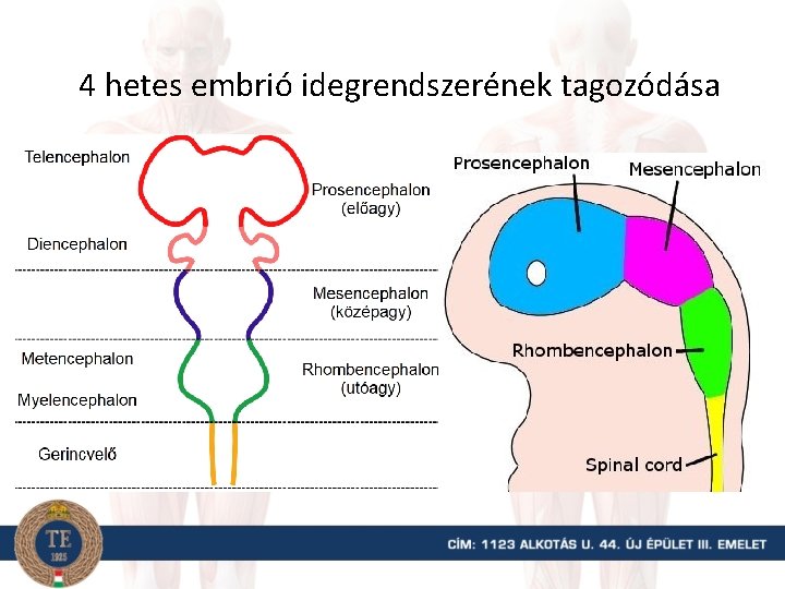 4 hetes embrió idegrendszerének tagozódása 