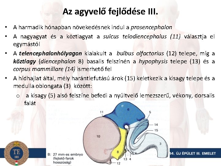 Az agyvelő fejlődése III. • A harmadik hónapban növekedésnek indul a prosencephalon • A