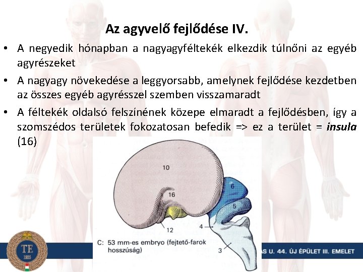 Az agyvelő fejlődése IV. • A negyedik hónapban a nagyagyféltekék elkezdik túlnőni az egyéb