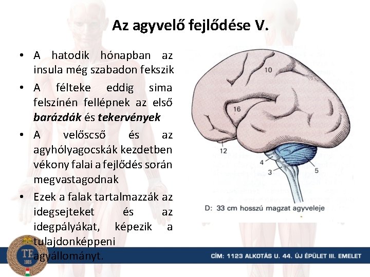 Az agyvelő fejlődése V. • A hatodik hónapban az insula még szabadon fekszik •