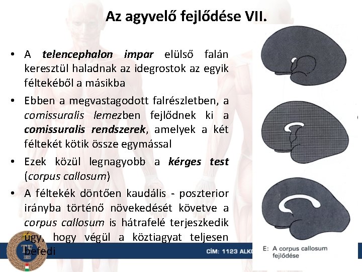 Az agyvelő fejlődése VII. • A telencephalon impar elülső falán keresztül haladnak az idegrostok