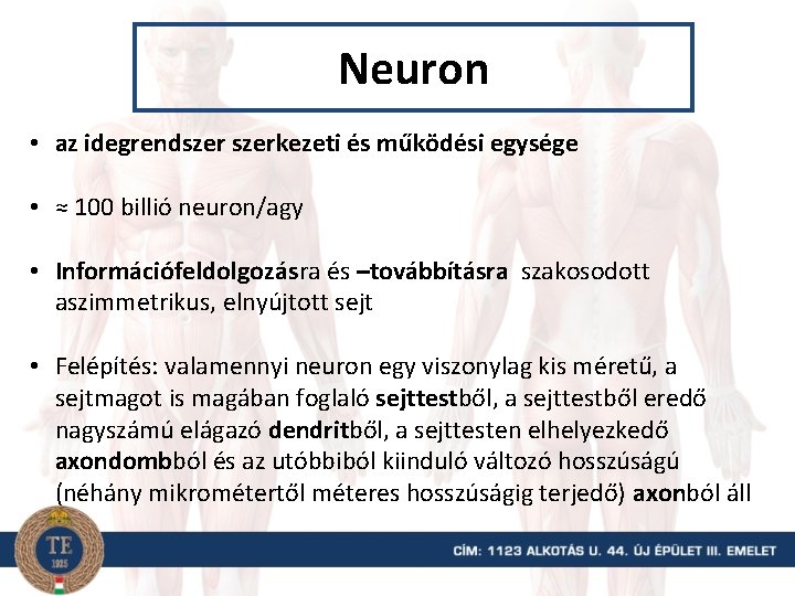 Neuron • az idegrendszerkezeti és működési egysége • ≈ 100 billió neuron/agy • Információfeldolgozásra