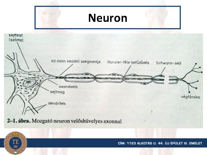 Neuron 