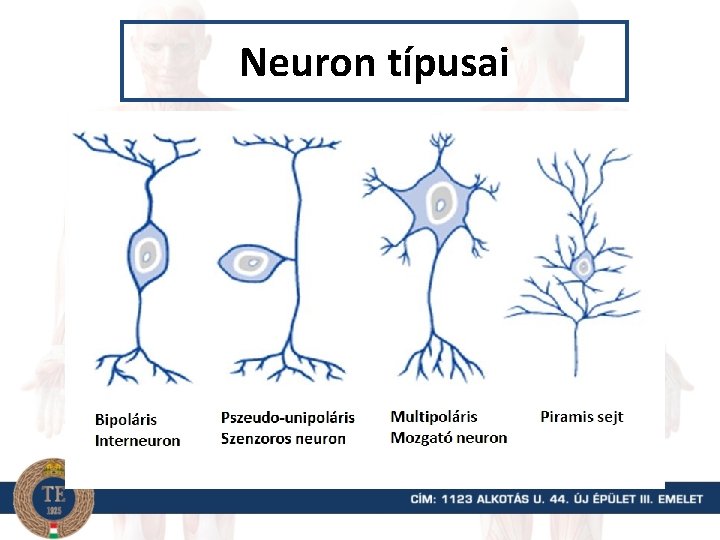 Neuron típusai 