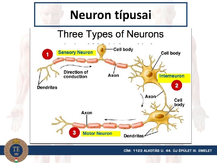 Neuron típusai 