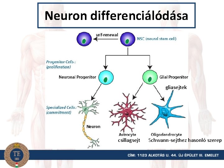 Neuron differenciálódása gliasejtek csillagsejt Schwann-sejthez hasonló szerep 