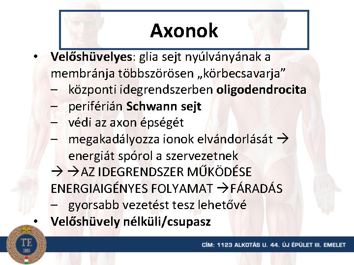 Axonok • Velőshüvelyes: glia sejt nyúlványának a membránja többszörösen „körbecsavarja” – központi idegrendszerben oligodendrocita