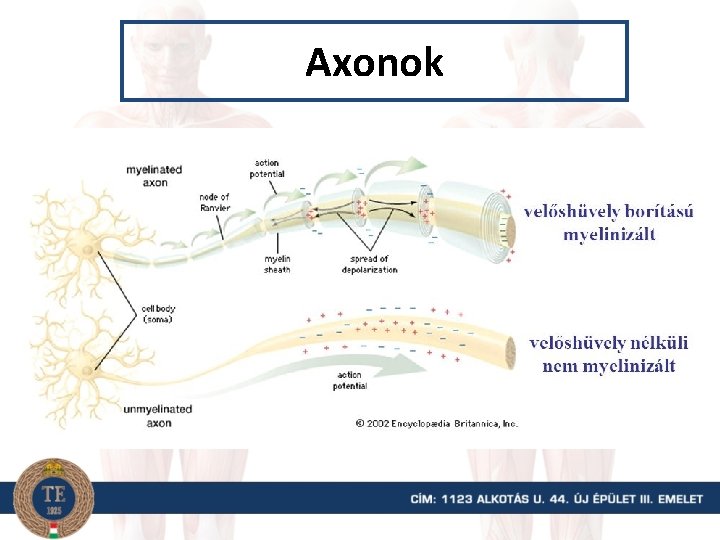 Axonok 