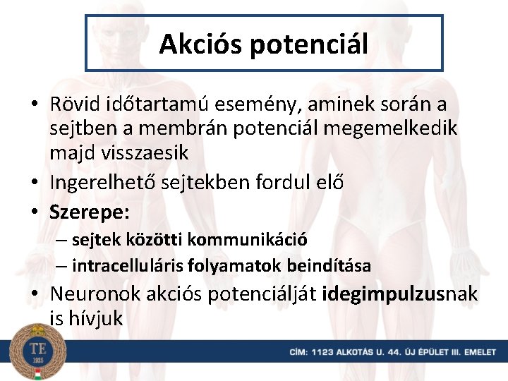 Akciós potenciál • Rövid időtartamú esemény, aminek során a sejtben a membrán potenciál megemelkedik