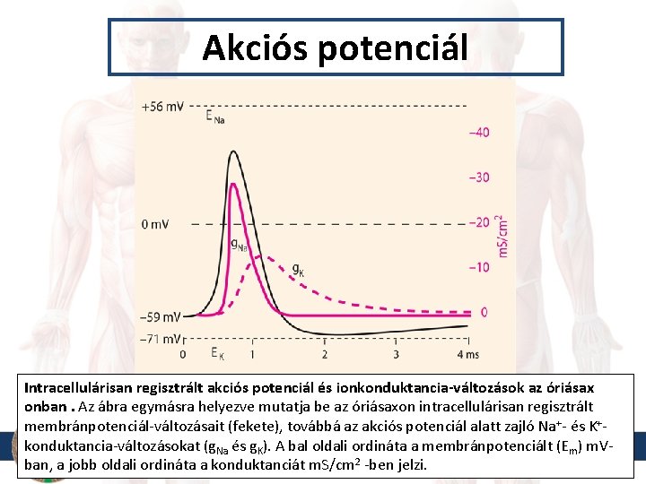 Akciós potenciál Intracellulárisan regisztrált akciós potenciál és ionkonduktancia-változások az óriásax onban. Az ábra egymásra